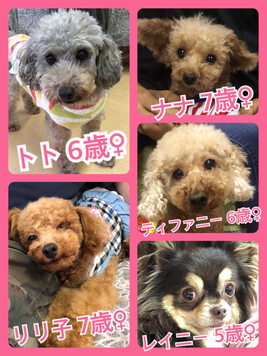 🐾今日の里親様募集中ワンコ🐶メンバーです🐾2018,9,23